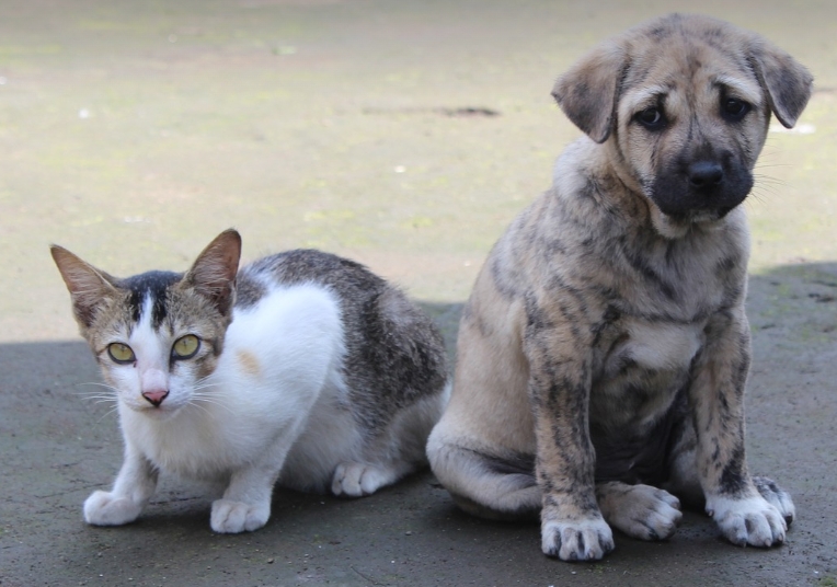 怎么用手表养宠物猫狗